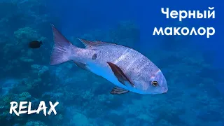 ЧЕРНЫЙ МАКОЛОР в Красном море // MACOLOR NIGER in the Red Sea (Relax)