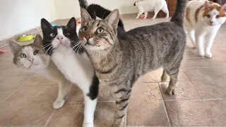 Outdoor Cats' Reaction to Heated Floors and a New Cat Tree !!