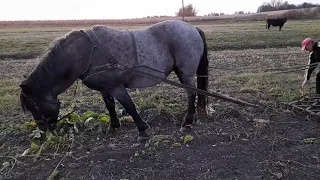 Коні ваговози. Тернопільщини