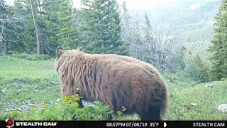 Multiple Bears filmed by Trail Camera: High Divide Montana