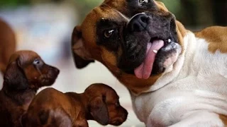 Funny Boxer Dogs Videos Compilation 2016 - Funniest Dog Videos 2016