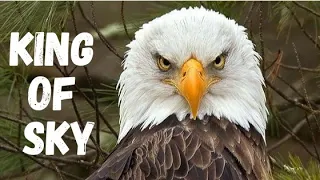 Eagles:  Kings of  Sky | Free Documentary Nature