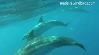 Swimming with Atlantic Spotted Dolphin Stenella frontalis in Madeira