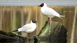 Чайка Озерная весной, Black-headed gull