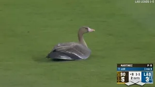 ANIMALS AT THE BALLPARK! Great animal moments but they get INCREDIBLY MORE AWESOME!