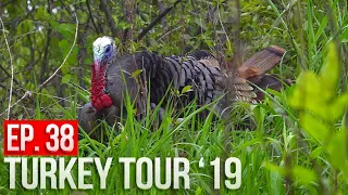 GOBBLER AT 10 FEET! | Wisconsin Public Land Turkey Hunting