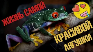 Красноглазая квакша: красота, магия и размножение.