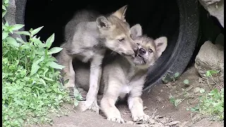 Wolf Pup Kisses 🐺