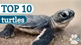 Top 10 Cutest Turtles