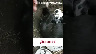 😍 ЗСУ вражають! Милота на фронті!