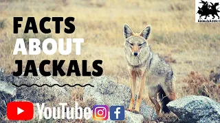 Amazing Facts About Jackals | Jackals Facts | Animals Addict