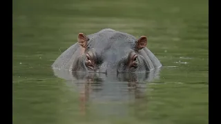 2 year old boy rescued after being swallowed by hippo