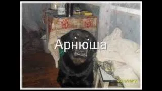 в память об Арнюше.wmv