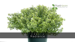 PlantHaven 360º Video - Abelia Radiance