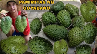 PAMIMITAS NG GUYABANO SA TABING BAHAY