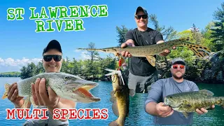 CRUSHING IT on the St. Lawrence River!!!  - Pike, Bass, Perch, and some UNEXPECTED Catches!!!