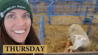 7 Days of Lambing (THURSDAY): Vlog 131