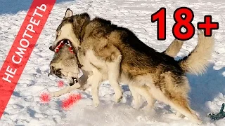 ЖЕСТОКАЯ ДРАКА, СХВАТКА СОБАК / DOGS FIGHTING