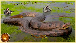 Die 10 gigantischsten Schlangen, die je gefangen wurden!