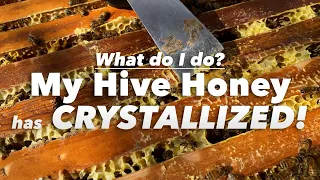 Got crystallized honey in your hive? Don't worry! (we also pull mite strips and dusting of DFM) 🏡 🐝