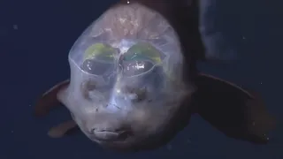 Barreleye fish - strangest sea creatures in the world