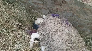 Двойня баранчиков за 3 минуты. 🐏+🐏