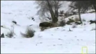 Wolves Hunting Bison