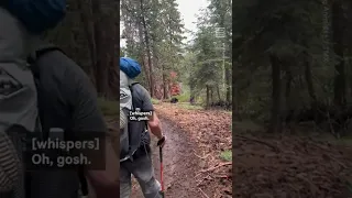 Hikers Come Across Black Bear in Sequoia National Park