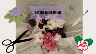 Deadheading African Violets