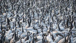 Khichan | The bird town | A day with Demoiselle cranes