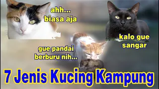 7 Jenis Kucing Kampung