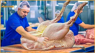 How Farmers Raise Millions of Ostriches for Eggs and Meat | Ostrich Processing Factory