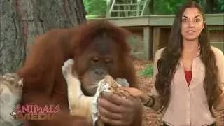 Orangutan Babysits Tiger Cubs? What? (AnimalsMedia.com)