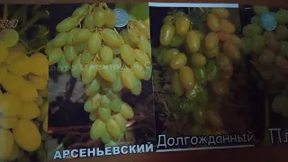 🍇Сорта винограда,которые не выдерживают конкуренции🍇.