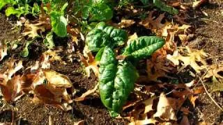 How To Grow   Frost Proof Vegetables  Late Fall or Early Spring