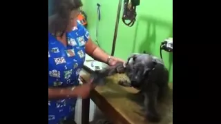 Dog abused By Groomer