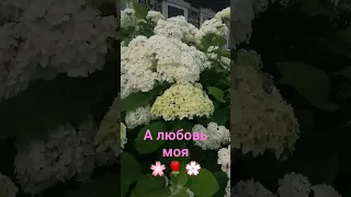 Удачи всегда и во всём❤️❤️❤️#здоровьясчастьялюбви #моицветы #беларусь #моядеревня