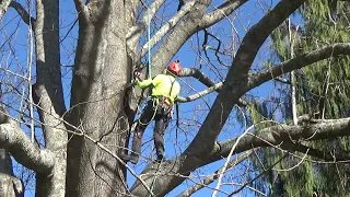 Tree Climbing - Limbwalking and Re-trace redirect