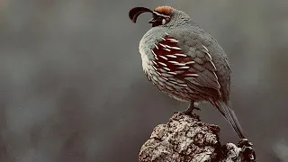 Your 5 Facts About Gambel’s Quail