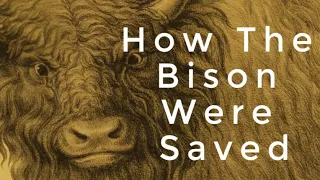 Historicity - How the Bison Were Saved from Extinction