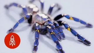 These Sapphire Tarantulas Are Losing Their Home