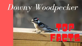 Downy Woodpecker facts 🕊 Smallest woodpecker in North America 🦜
