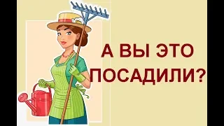 Советую вам это посадить у себя в огороде