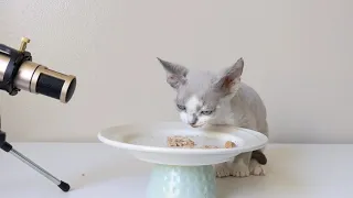 Cat ASMR eating food | Kitten eating wet food