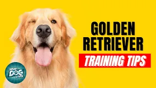How to Train Your Golden Retriever | Best Golden Retriever Puppy Training Tips