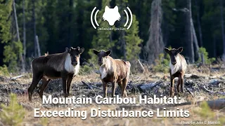 Mountain Caribou Habitat: Exceeding Disturbance Limits