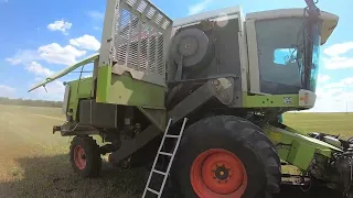 Комбайн CLAAS MEGA. Выезжаем на уборку горчицы. Замена ремня вариатора барабана.