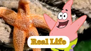 SpongeBob Charaktere in Real Life (🧽⭐🐙🦀🐿🐳🐡🐌🦠🖥️🦞)