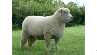 Моя любимая овца Альжибет | Ферма "Счастливая овца"
