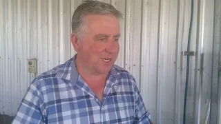 Urrbrae Suffolk program 2020 Part 1 Syncronisation of 12 ewes for Laproscopic AI using seeders
